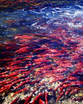 Kokanee_Salmon